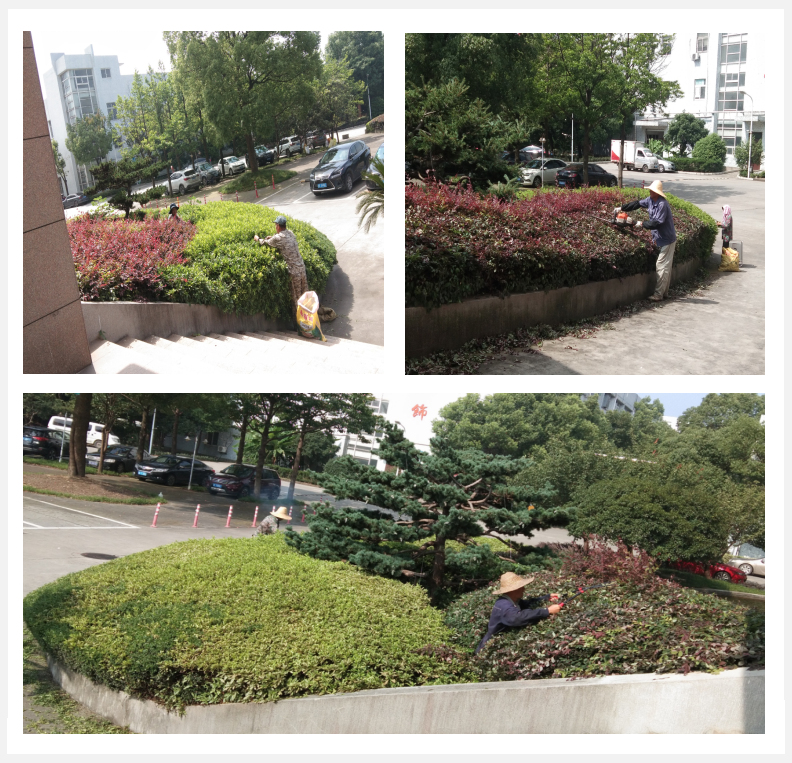 美化绿化，我们在行动      