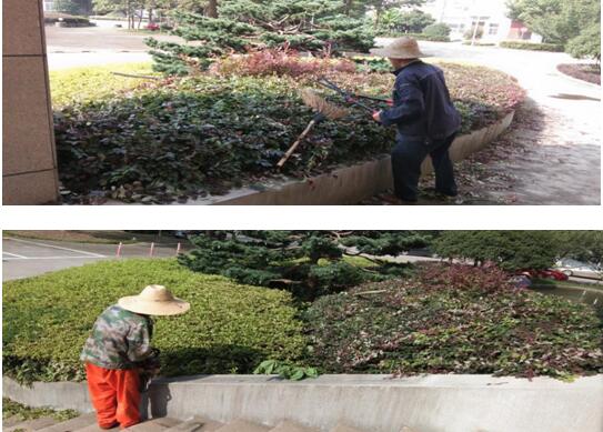 绿植建剪，美化环境