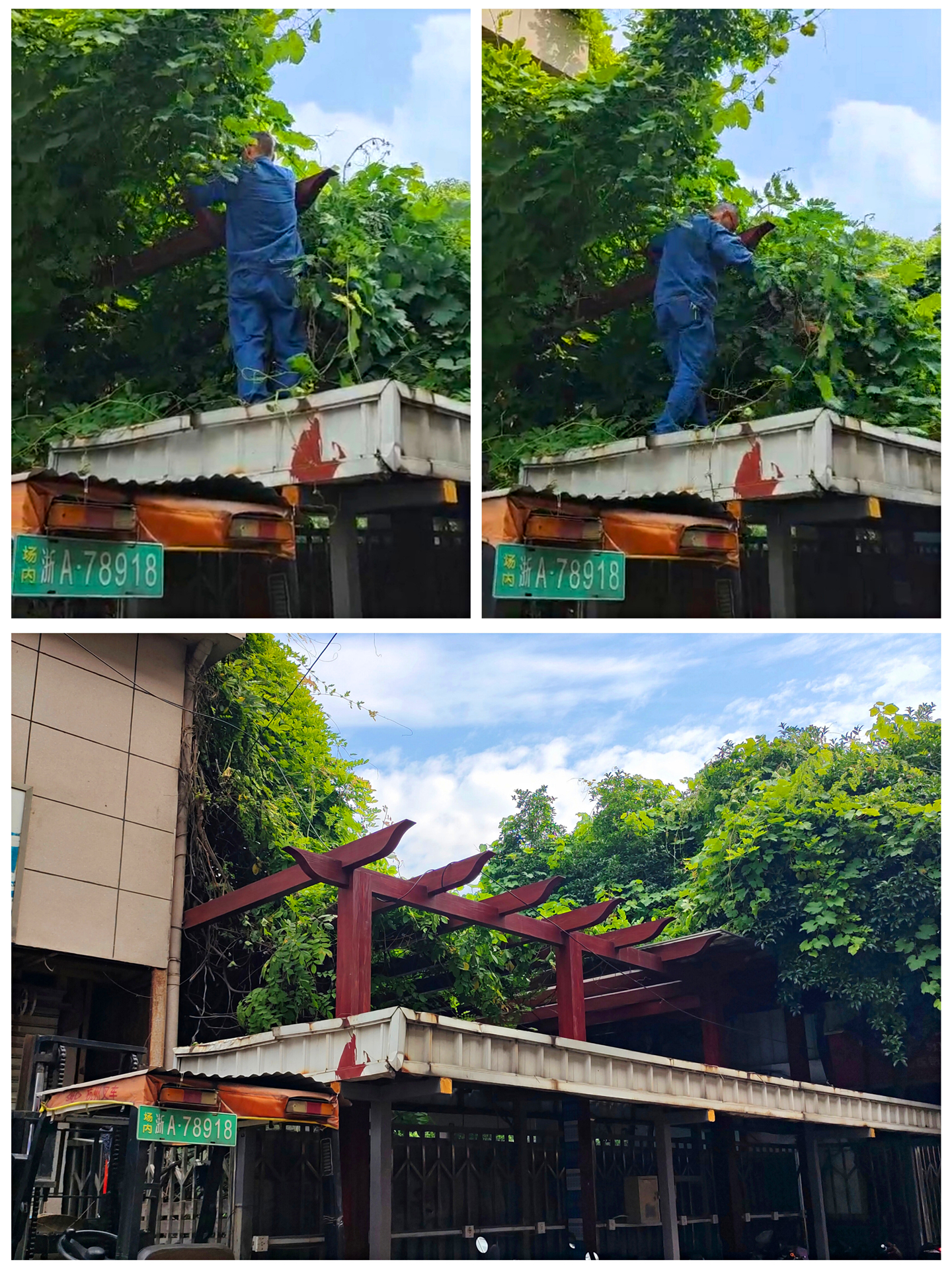 树枝建剪.jpg 树枝建剪.jpg
